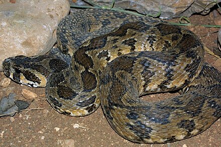 Палестинская гадюка вернера в подмосковье. Палестинская гадюка (Vipera Palaestinae). Палестинская гадюка Вернера. Гадюка Цефа (Vipera Palaestinae).