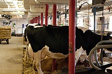 Jersey cattle - Wikipedia