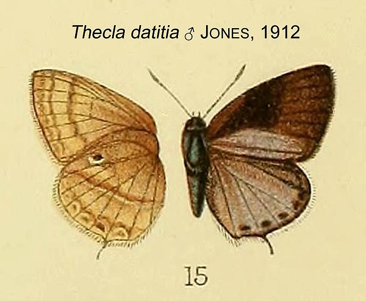 File:DatitiaJones1912OD.jpg