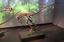 Deinonychus in Copenhagen.jpg