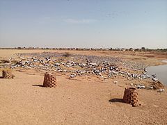 Demoiselle Cranes at Khichan (3).jpg