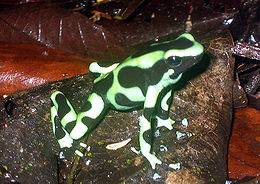 Dendrobates auratus1.jpg