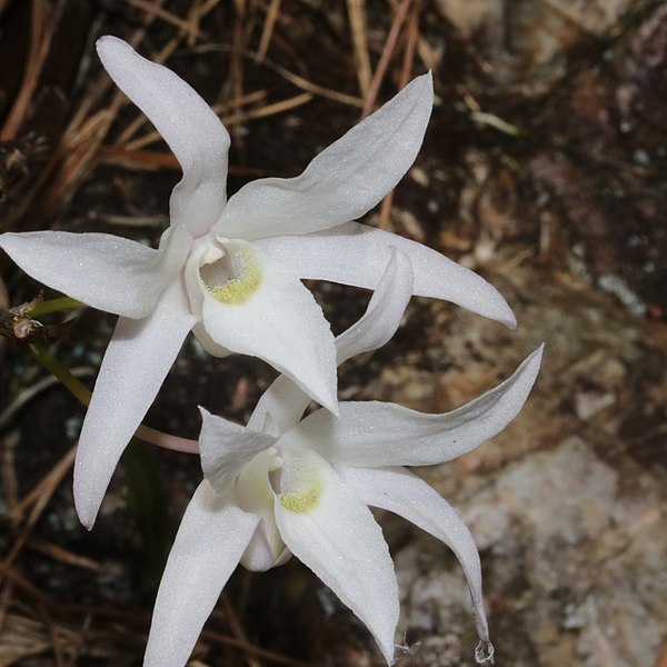 File:Dendrobium moniliforme (flower s4).jpg