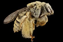 Diadasia rinconis, o'ng tomonda, Pima Co., AZ 2016-09-30-17.55 (30331614032) .jpg