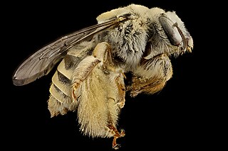 <i>Diadasia rinconis</i> Species of bee