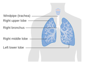 Respiratory Tract