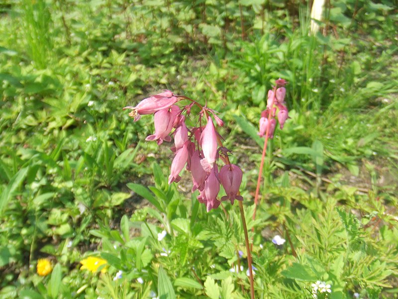 File:Dicentra formosa.jpg