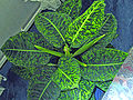 Dieffenbachia-01.jpg, located at (23, 11)