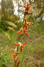 Miniatura para Dipcadi serotinum