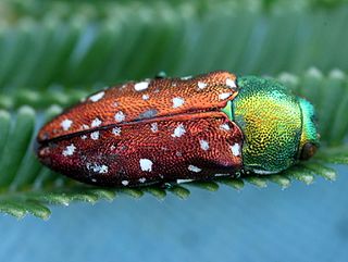 <i>Diphucrania</i> Genus of beetles