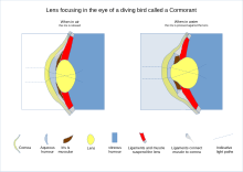 Diving bird (Cormorant) lens focusing can be up to 80 dioptres for clearer underwater vision. Diving bird lens accommodation.svg