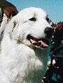 Great Pyrenees, white