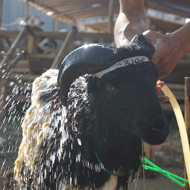 A black priangan sheep getting shower