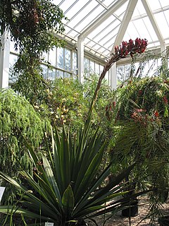 <i>Doryanthes palmeri</i> species of plant