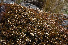 Dracophyllum pronum.jpg