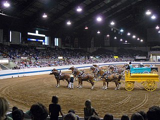 <span class="mw-page-title-main">Draft horse showing</span>