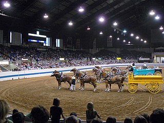 Draft horse showing