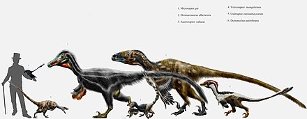 Deinonychus - Simple English Wikipedia, the free encyclopedia