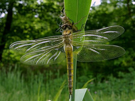 Epitheca_bimaculata