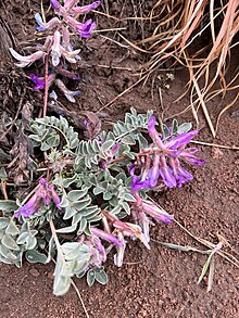 Early Purple Milkvetch imported from iNaturalist photo 197804110 on 9 November 2023.jpg