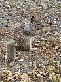 * Nomination: A grey squirrel at parker river national wildlife refuge--Meiko21 10:12, 4 July 2022 (UTC) * Review Looks upsized, can you please downsize it to the original size? --Poco a poco 19:06, 4 July 2022 (UTC) The picture I didn't increase in size, this is the original file of the picture! I'm not editing anything, but if it's downsizing, how much is enough?--Meiko21 02:30, 5 July 2022 (UTC) I see, it's a cell phone picture. They promise lots of resolution but there is little detail. If I were you, I'd go down to 4 MPx and have a look. Btw, please, categorize your images properly. --Poco a poco 08:36, 5 July 2022 (UTC)