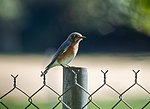 Thumbnail for File:Eastern bluebird (01843).jpg