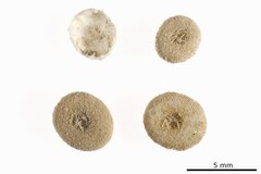 File:Echinocyamus grandiporus - ECH-000449 hab-ven.tif (Category:Echinodermata in the Natural History Museum of Denmark)