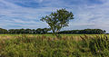 Eenzame boom in de lendevallei. Locatie, Stuttebosch in de lendevallei. Provincie Friesland.