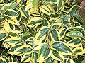 Okrasný kultivar hlošiny Ebbingeovy (Elaeagnus x ebbingei) 'Gilt Edge'