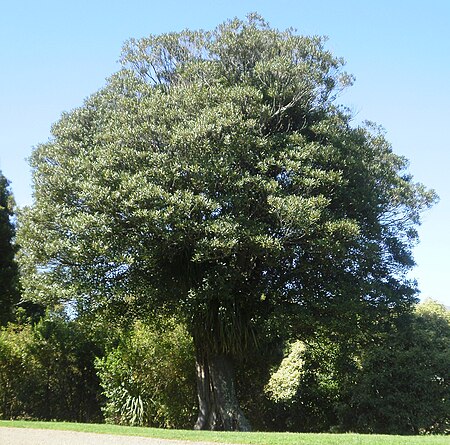 Elaeocarpus_dentatus