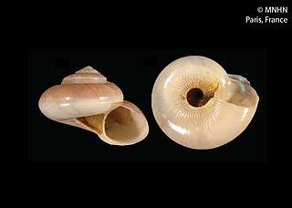 <i>Elaphriella cantharos</i> Species of gastropod