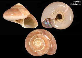 <i>Elaphriella eukhonikhe</i> Species of gastropod