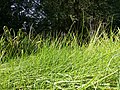 Eleocharis palustris subsp. palustris sl17.jpg
