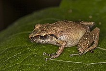 Eleutherodactylus minutus 48646787.jpg