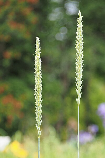 File:Elymus glaucus Wydmuchrzyca sina 2019-06-01 01.jpg