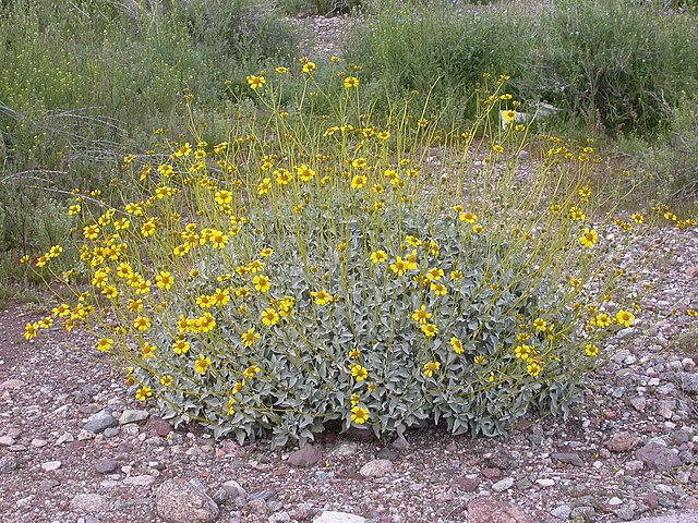 Description de l'image Encelia farinosa 2005-02-20.jpg.