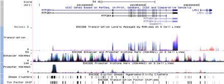 Image of ENCODE data in the UCSC Genome Browser. This shows several tracks containing information on gene regulation. The gene on the left (ATP2B4) is transcribed in a wide variety of cells, (see also the H3K4me1-data.) The gene on the right is only transcribed in a few types of cells, including embryonic stem cells.