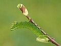 Endromis versicolora