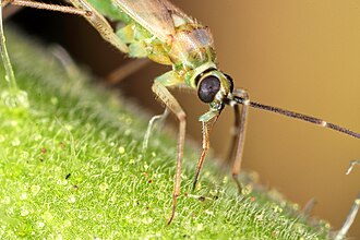 Tomato bug, Engytatus modestus Engytatus modestus head closeup.jpg