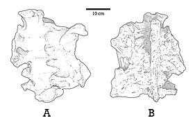 Diagram of the Enigmosaurus sacrum