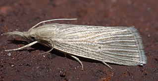 <i>Eoreuma densellus</i> Species of moth