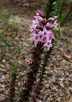 Epacris purpurascens (3881411662).jpg