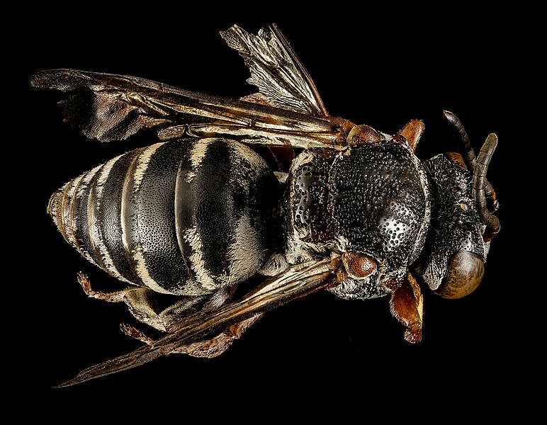 File:Epeolus lectoides, m, back, Dorchester Co, MD 2016-01-07-12.55 (23842941953).jpg