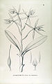 Epidendrum ciliare plate 21 in: Alfred Cogniaux: Flora Brasiliensis vol. 3 pt. 5 (1898-1902)