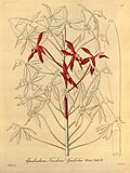 Thumbnail for Epidendrum friderici-guilielmi