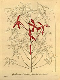 plate 51 Epidendrum friderici-guilielmi