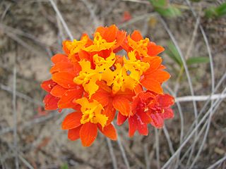 Fortune Salaire Mensuel de Epidendrum Fulgens Combien gagne t il d argent ? 10 000,00 euros mensuels