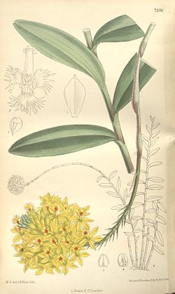 Epidendrum xanthinum - Curtis' 124 (Ser. 
 3 no. 
 54) pl 7586 (1898). 
 jpg