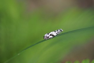 <i>Epinotia exquisitana</i> Species of moth