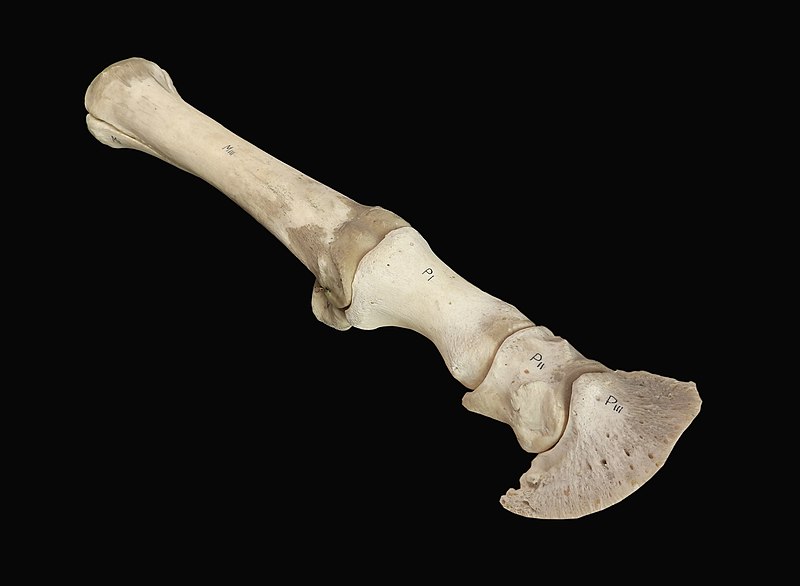 File:Equus caballus - foot anatomy.jpg